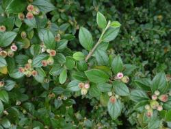 Cotoneaster franchetii: Leaves and flowers.
 Image: D. Glenny © Landcare Research 2017 CC BY 3.0 NZ